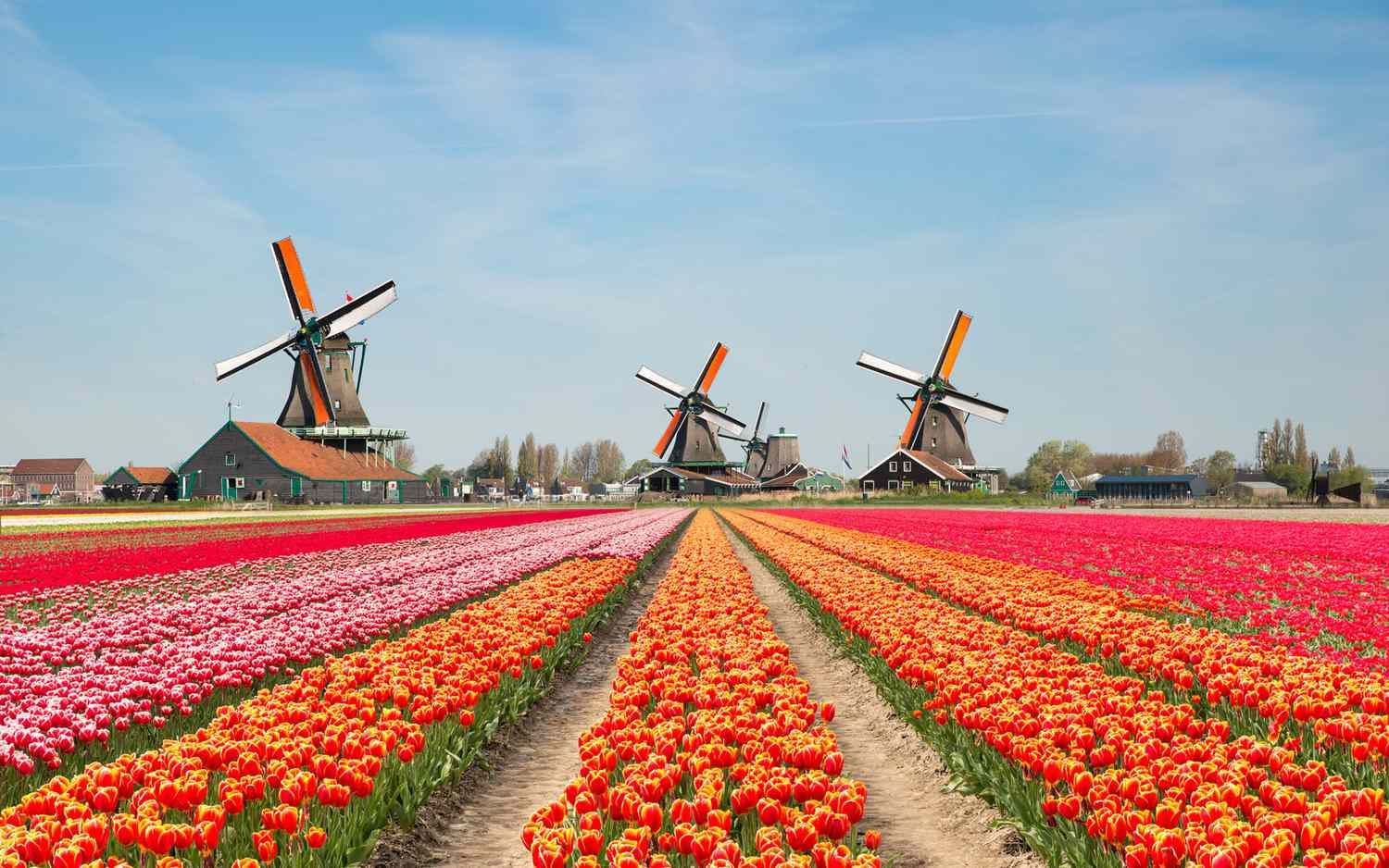 Fietstochten door tulpenvelden en dijken